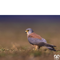 دلیجه کوچک Lesser Kestrel